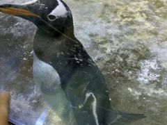 -芜湖新华联大白鲸海洋公园