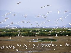 -漩门湾国家湿地公园