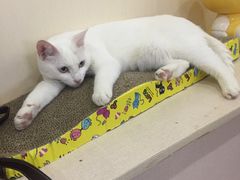 -鼓捣猫呢主题猫咖店