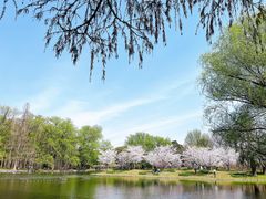 -上海共青森林公园