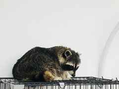 -浣熊柯尔鸭土拨鼠·电玩咖