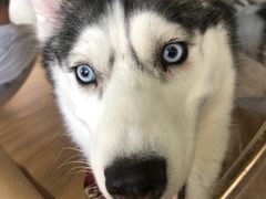 -Husky Go! 哈士奇体验馆·宠物咖啡厅狗咖