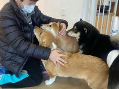 -南京Hallo宠物乐园·哈罗犬舍·柴犬繁育基地