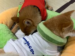-逗柴咖啡屋·狗咖猫咖宠物桌游
