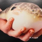 四月！河豚！