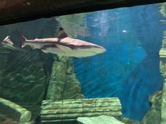 -梦幻海洋王国(吾悦广场张家港店)