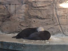 -西雅图水族馆