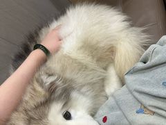 -半岛宠物医院24小时(西派城店)