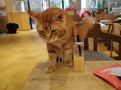 -藏猫猫咖啡主题馆(中央大道店)