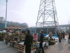 -中环花鸟鱼虫市场