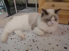 -滚猫咖啡·猫咖·猫友好撸猫(未来城店)
