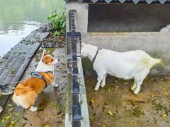 -萌宠之家·腊肠犬·马尔泰·小体犬舍