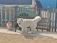 -趣玩宠物乐园寄养训犬训狗游泳池