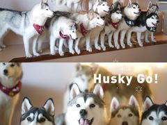 -Husky Go! 哈士奇体验馆·宠物咖啡厅狗咖