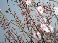 CIMG0065-香雪海