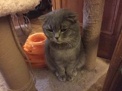 -猫色咖啡·猫咖
