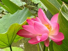 -陈家山荷花公园