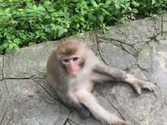-黔灵山公园