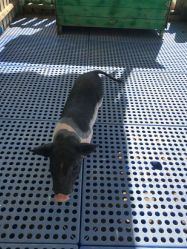 -萌宠亲子动物乐园(槐房万达店)