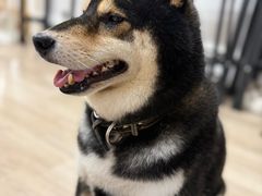 -柴迷FANS CLUB·柴犬狗咖·猫咖