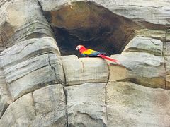 -新加坡飞禽公园
