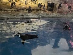 -帝企鹅自助餐厅•儿童岛•真企鹅(长隆企鹅酒店)