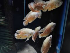 -重庆欢乐海底世界
