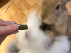 -猫猫幼稚园·撸猫·桌游·电玩