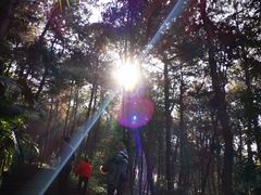 -铁山坪森林公园