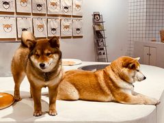 -柴务处·柴犬主题狗咖