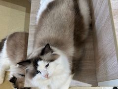 -藏猫猫咖啡主题馆(中央大道店)