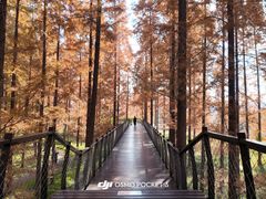 -黄海国家森林公园