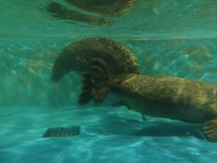 -北戴河圣蓝海洋公园