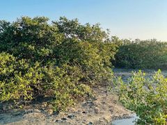 -北海金海湾红树林生态旅游区