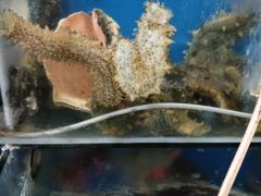 -宾朋海鲜特色美食餐厅·纯手工鲅鱼水饺(兴海路店)