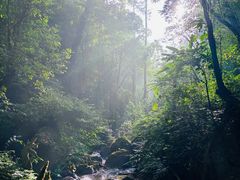 -莫里热带雨林景区