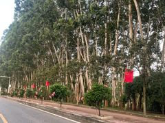 -东莞市大岭山森林公园