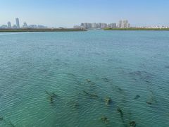 -五缘湾湿地公园