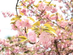 -武汉大学-樱园
