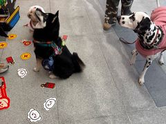 -MARSMART PETS火星宠物超市(1733店)