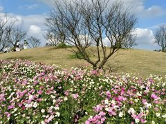 -花开海上生态园