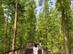 -黄海国家森林公园