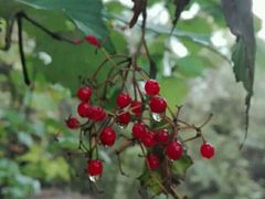 -叠溪松坪沟景区