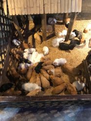 -酷嗒动物文化乐园(cutezoo西溪乐天城店)