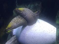 -珠海长隆海洋王国