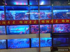 -大自然花鸟鱼虫市场