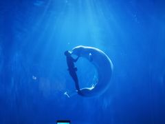 -多彩贵州城极地海洋世界