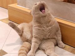 -Catmate·猫肥家润(金润铂宫店)
