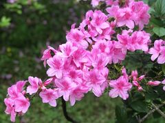 -杭州植物园