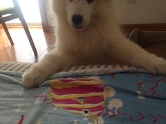 -翊宠yipet猫狗购宠庄园犬舍•猫舍